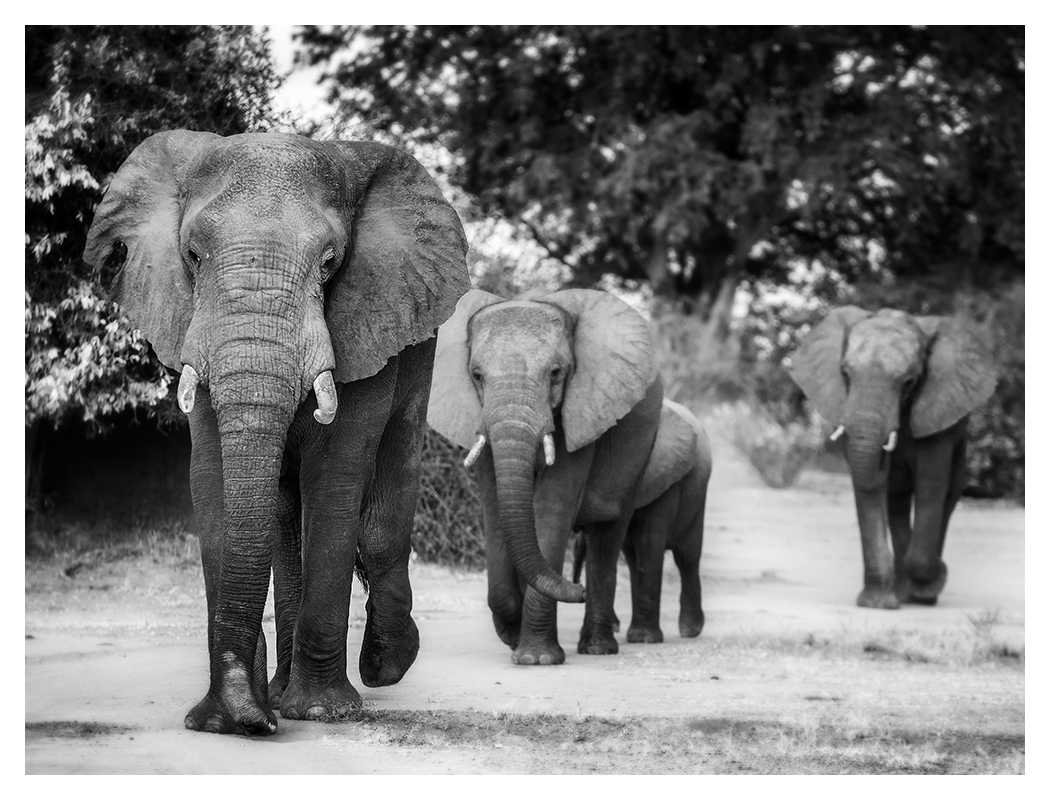 black and white wildlife photography